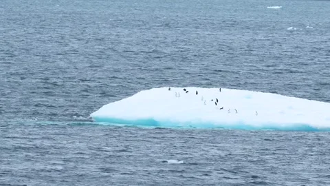 Antarctica Penguins On Iceberg Close Up Leopard Seal in the Water Tries Sev.. Stock Footage 340591828