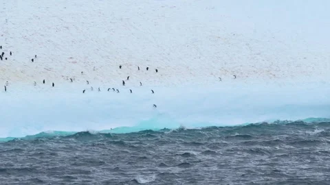 Antarctica Penguins on Massive Iceberg Fall in Ocean in Slow Motion. Close .. Stock Footage 340590505