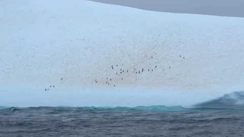 Antarctica Penguins on Massive Iceberg. Hand Held Movement Close Up View Fr.. Stock Footage 340590585