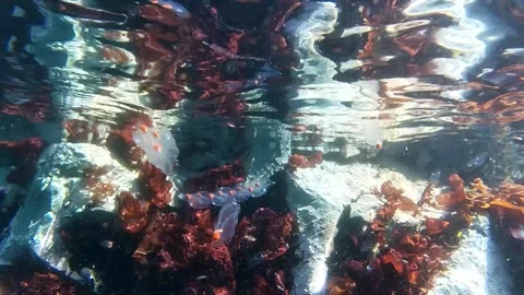Antarctica Salps 20/02/2020 Video stock 321950413