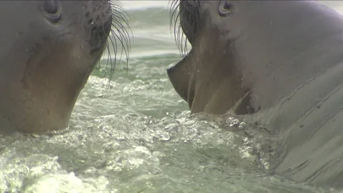 Antarctica Seals HD Stock Footage 70393089