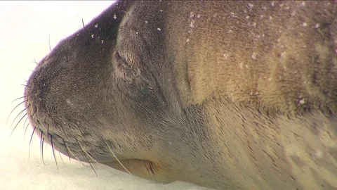 Antarctica Seals HD Stock Footage 70394781