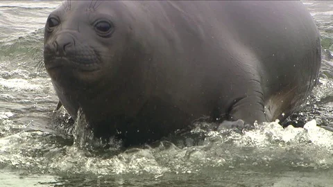 Antarctica Seals HD Stock Footage 70396406