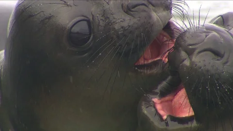 Antarctica Seals HD Stock Footage 70396601