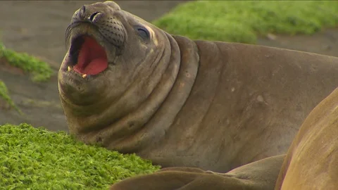 Antarctica Seals HD Stock Footage 70396699