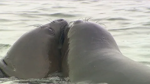 Antarctica Seals HD Stock Footage 70396716