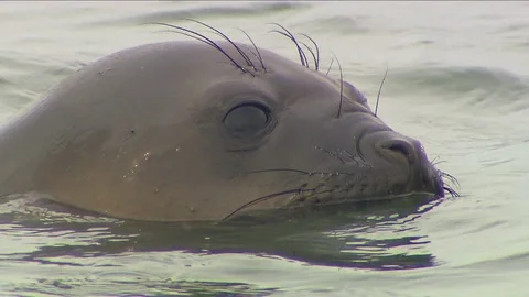 Antarctica Seals HD Stock Footage 70397000