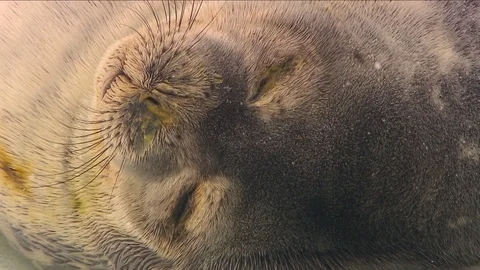 Antarctica Seals HD Stock Footage 70397496