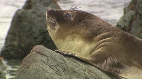 Antarctica Seals HD Stock Footage 70398363