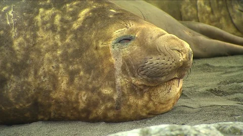 Antarctica Seals HD Stock Footage 70398381