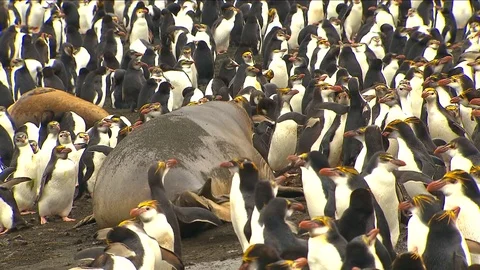 Antarctica Seals HD Stock-Footage 70398849