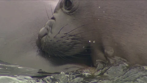 Antarctica Seals HD Stock Footage 70399054