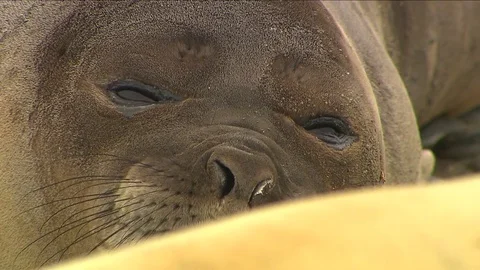 Antarctica Seals HD Stock Footage 70399487
