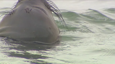 Antarctica Seals HD Stock Footage 70401637