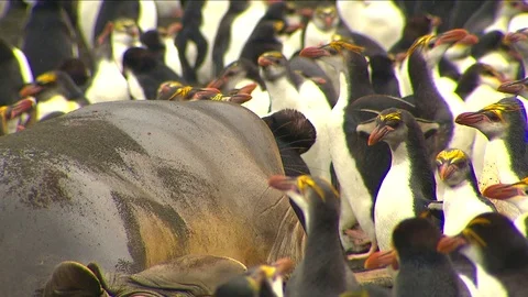 Antarctica Seals HD Stock Footage 70403713