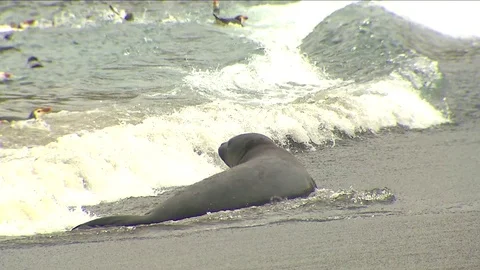 Antarctica Seals HD Stock Footage 70403983