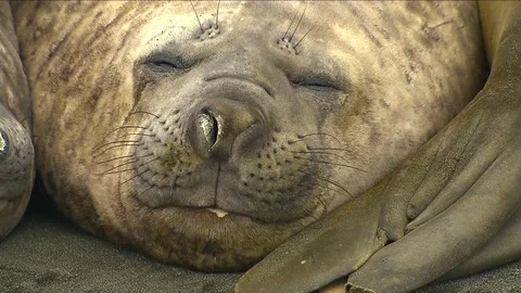 Antarctica Seals HD Stock Footage 70404130