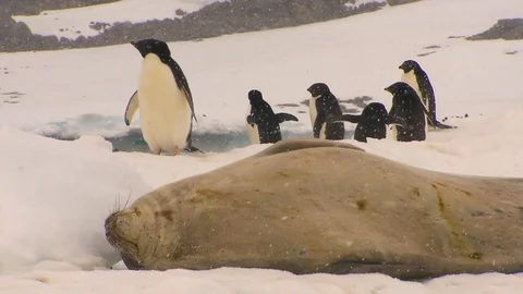 Antarctica Seals HD Stock Footage 70404448
