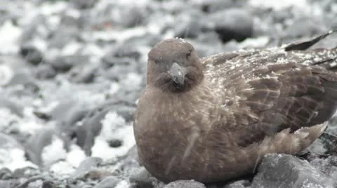 Antarctica, Skua Sitting Stock Footage