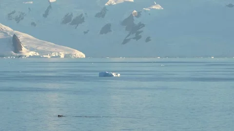 Antarctica Slow Motion Humpback Whale Rises to Eat, Birds Fly Around. Beaut.. Stock Footage 342654896