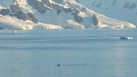 Antarctica Slow Motion Humpback Whale Rises to Eat, Birds Fly Around.Sunset.. Stock Footage 342654907