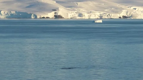 Antarctica Sunset Humpback Whale Rises to Eat, Birds Fly Around. Landscape .. Stock Footage 342654853
