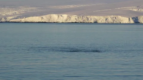 Antarctica Sunset Humpback Whales at Surface Dorsal Fins View From Cruise S.. Vídeos de archivo 342657082