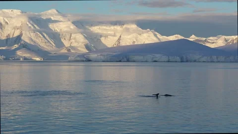 Antarctica Sunset Humpback Whales at Surface Tails Dive From Cruise Ship. S.. Video stock 342657177