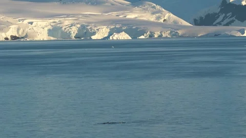 Antarctica Sunset Light Humpback Whale Rises to Eat, Birds Fly Around. Land.. Stock Footage 342654814
