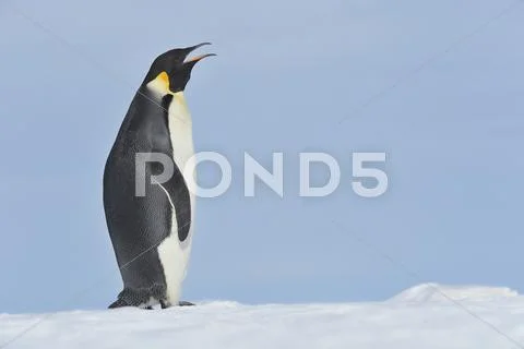 Antarctica, View Of Emperor Penguin Calling