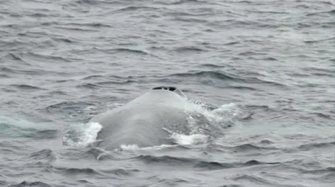 Antarctica, Whales Stock Footage 12211125