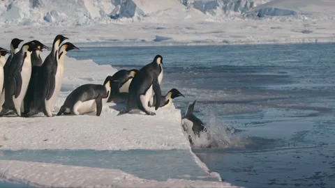 Antarctica&amp;Penguins Stock Footage 308228850