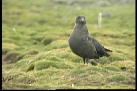Antartic sea-gull 動画素材 69641
