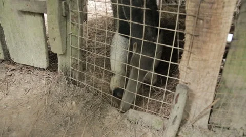 Anteater in a cage Stock Footage 46623575