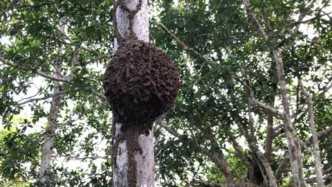 Anteater climbing a tree with termite nests in the amazon rainforest Stock Footage 337264230