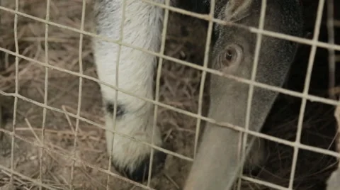 Anteater closeup Stock Footage 46623870
