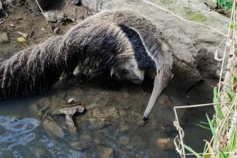 Anteater drinks in a river facing camera Stock Photos