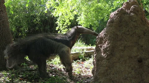 Anteater eating ants in rock Stock Footage