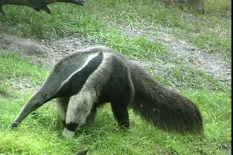 Anteater Stock Footage 816110