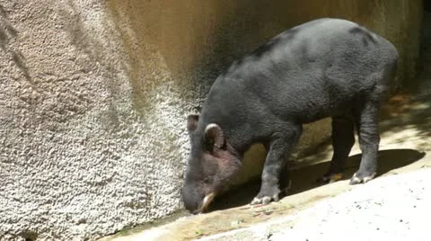 Anteater Stock Footage 10880707