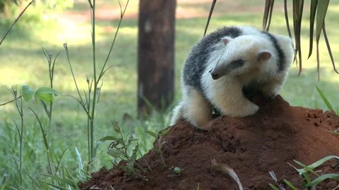 Anteater in the forest Video stock 81054091