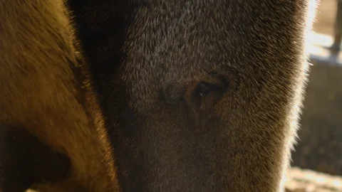 Anteater head close up Video stock 116610665