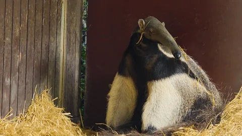 Anteater sitting down Видео 116609821