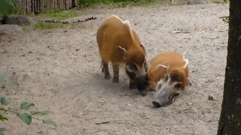 Anteaters Stock Footage 90698953