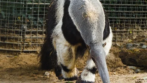 Anteaters walking Stock Footage 116609677