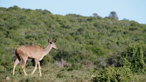 Antelope 1 Stock Footage 120742142