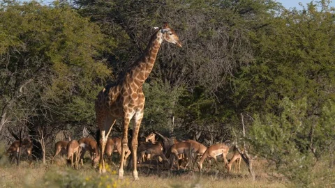 Antelope 3 Stock Footage 120742137