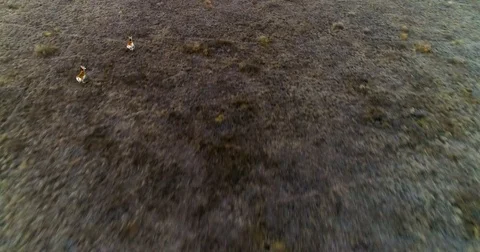 Antelope 4K Video stock 84241618