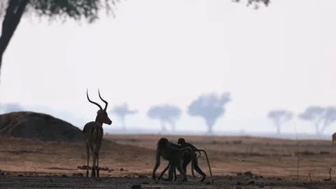 Antelope and baboon in Open Field Stock Footage 321837788