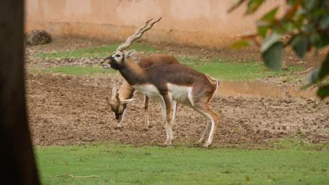 Antelope and black buck in india Stock Photos